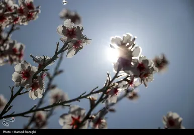 ایران زیباست | طبیعت بهاری ابهر