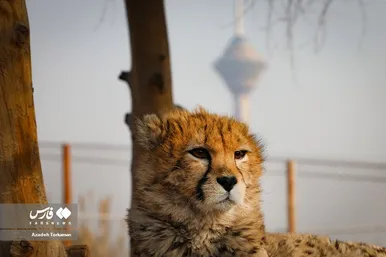 ۹ ماهگی «پیروز»