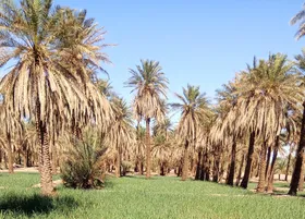 فروش نخل&zwnj;های دشستان بوشهر به کشورهای عربی + فیلم صداوسیما