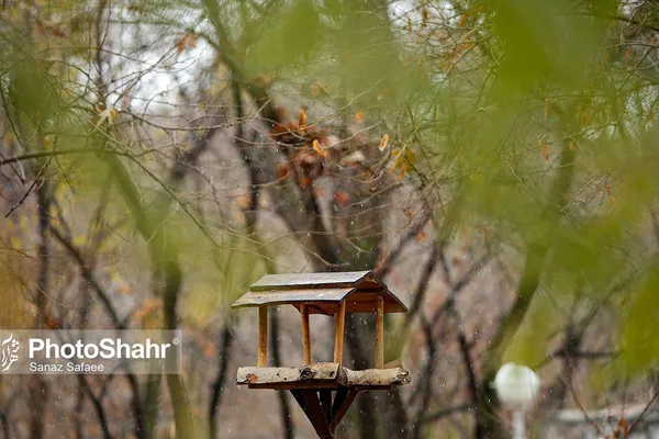 تصاویری زیبا از آشیانه پرندگان در بوستان‌های مشهد