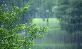 سقوط ۱۰۰ اصله درخت در مشهد |۱۲ میلیمتر بارش در ۳۰ دقیقه