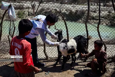 واکسیناسیون دام در مناطق سیل زده