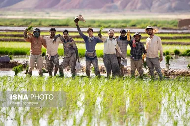 گزارش تصویری | رونق کشت برنج در حاشیه رودخانه قزل اوزن