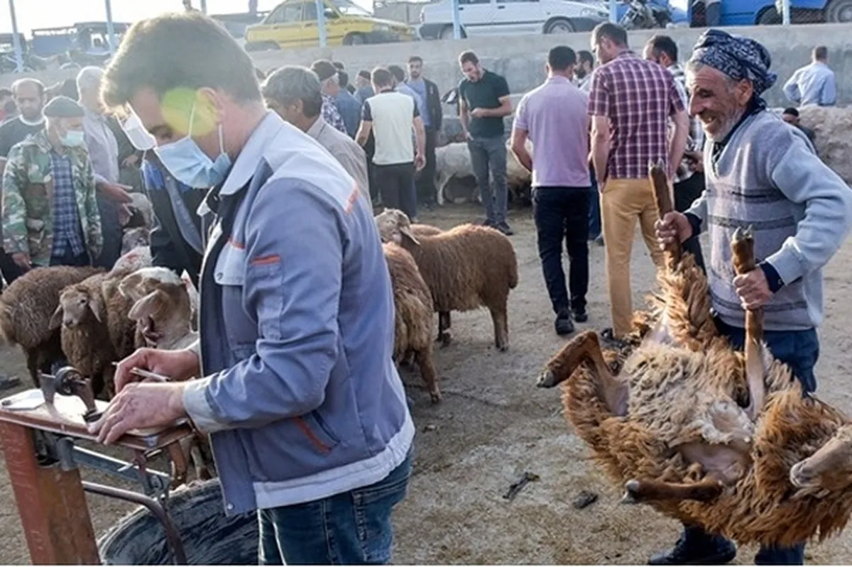 هشدار دامپزشکی خراسان‌ رضوی درباره خطر انتقال بیماری تب‌ خونریزی‌دهنده