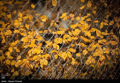 ایران زیباست | پاییز رنگارنگ کردستان