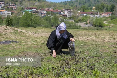 گزارش تصویری | طبیعت بهاری دریاچه لفور - مازندران