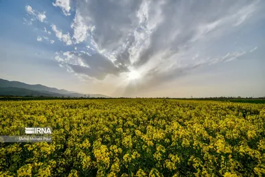 عکس‌هایی از مزارع کلزا