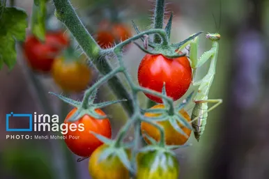 عکس‌هایی از دنیای شگفت انگیز حشرات