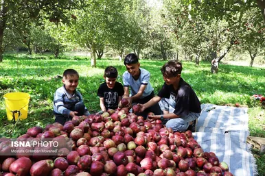 برکت خاک ایران | فصل برداشت سیب پاییزی – اهر