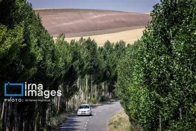 برداشت گندم در هشترود