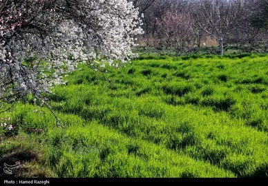 ایران زیباست | طبیعت بهاری ابهر