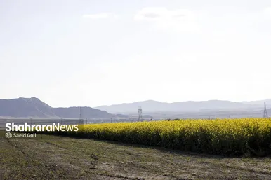 گزارش تصویری | مزارع «کلزا» در نزدیکی مشهد