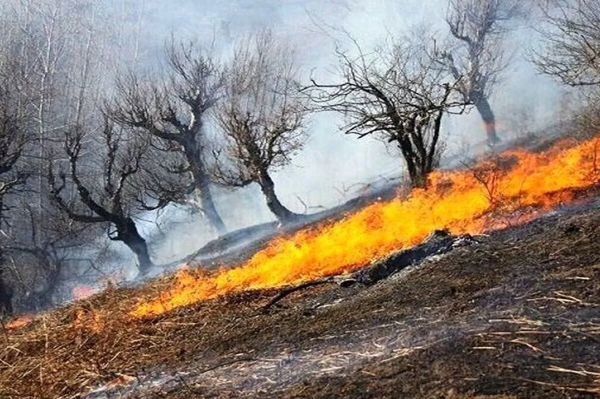 یک آتش کوچک برای تهیه چای، جنگل ارس خراسان رضوی را سوزاند | آتش‌سوزی ۱۵ هکتار از اراضی هزارمسجد