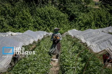 گزارش تصویری | بهارِ سرخ شفیع‌آباد