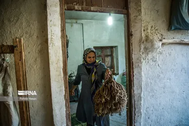 کشت و فرآوری توتون در گلستان
