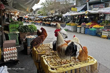 ایران زیباست | طعم زندگی در بازار روز بندر انزلی