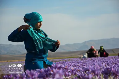 ایران زیباست | برداشت طلای سرخ در خراسان جنوبی