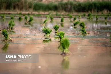 گزارش تصویری | رونق کشت برنج در حاشیه رودخانه قزل اوزن
