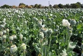 توضیحات مدیرکل ستاد مبارزه با موادمخدر درباره کشت خشخاش در ایران