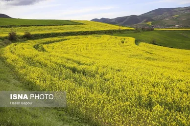 ایران زیباست | کشت کلزا در مناطق کوهستانی دودانگه - مازندران