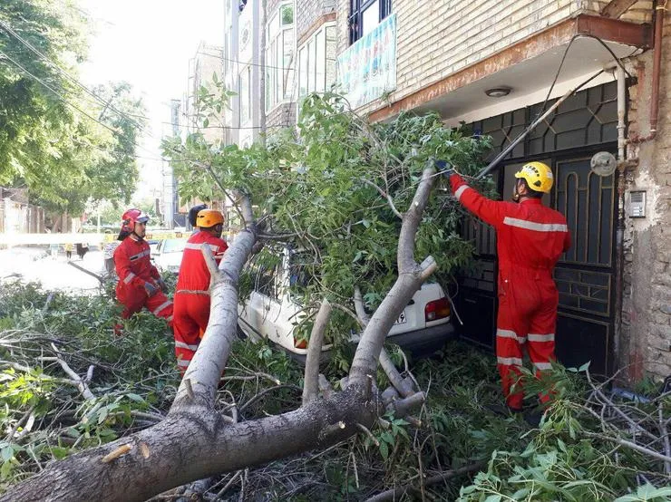 سقوط درخت تنومند بر روی خودروی سواری