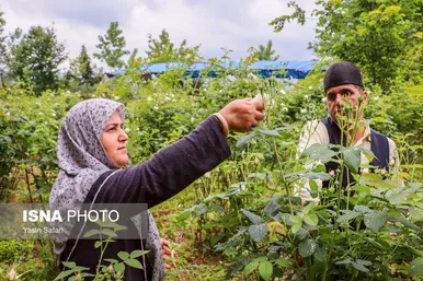 ایران زیباست | گلاب گیری در روستای گیلده گیلان