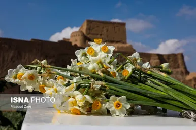 ایران زیباست |  کاشت گل نرگس در یزد