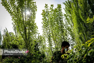 برداشت گل محمدی در روستای فرخد