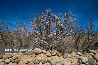 ایران زیباست | بوی بهار در زمستان کویر