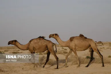 پرورش شتر در هویزه
