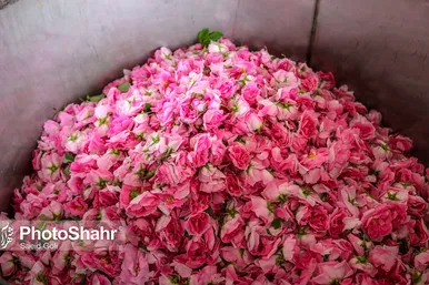 برداشت گل محمدی در روستای فرخد