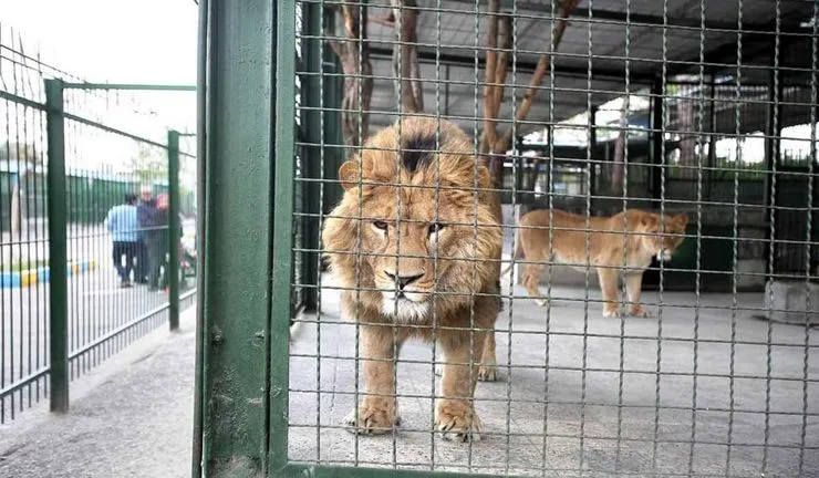 شیر باغ وحش مشهد به دلیل مسمومیت تلف شد