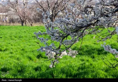 ایران زیباست | طبیعت بهاری ابهر