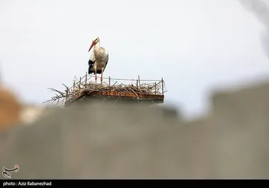 ایران زیباست | همزیستی لک لک‌ها در روستای کپر جودکی بروجرد با مردم روستا