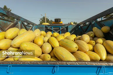 فصل برداشت خربزه‌ جامی