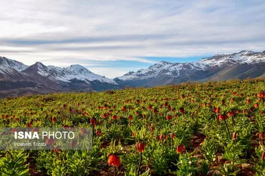 ایران زیباست | دشت لاله‌های واژگون کوهرنگ