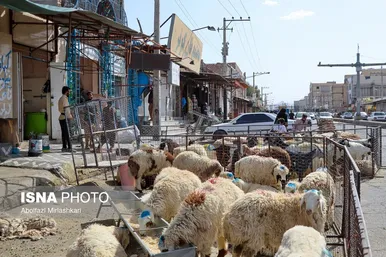 گزارش تصویری | عید قربان در زاهدان
