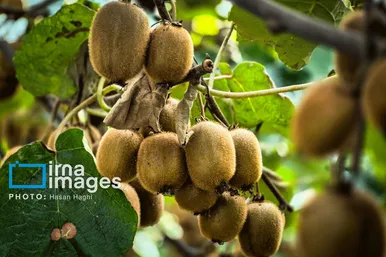 ایران زیباست | برداشت کیوی در غرب گیلان
