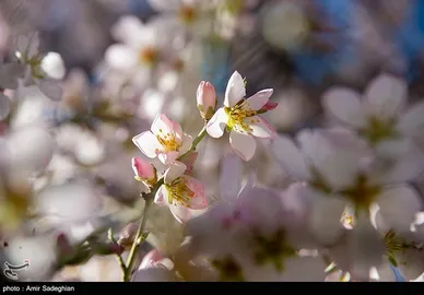 ایران زیباست | اندک اندک می‌رسد اینک بهار