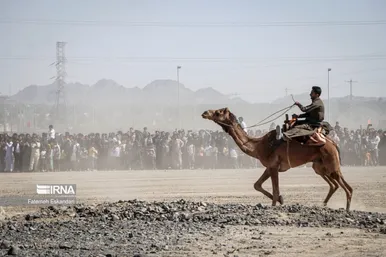 جشنواره شتر طلای بیابان