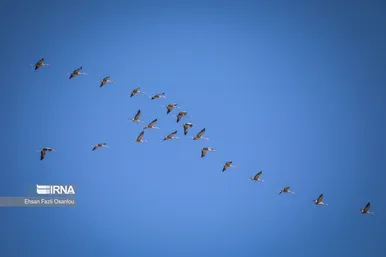 ایران زیباست | تالاب میقان