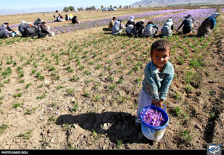 بیش از ۶۵ تن زعفران در خراسان رضوی از کشاورزان خریداری شد