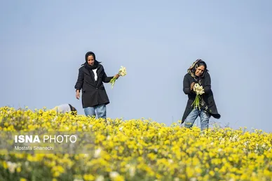 ایران زیباست | برداشت گل نرگس - ساری