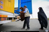 نظارت ۲۲۴ تیم دامپزشکی خراسان‌رضوی بر ذبح دام در دهه پایانی صفر ۱۴۰۳