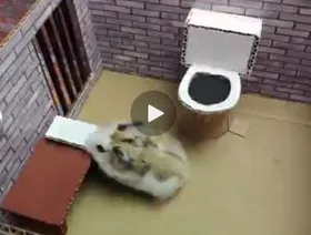 ویدئوی جالب از همستری که توسط صاحبش زندانی شده بود