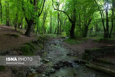 ایران زیباست | جنگل‌های هیرکانی النگدره - گلستان