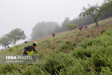 ایران زیباست | برداشت گل‌گاوزبان در روستای «آغوزبن» کندسر