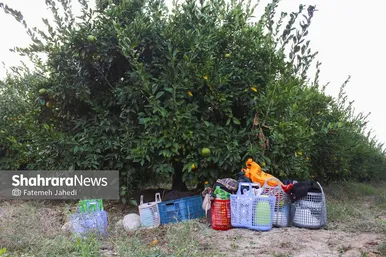 گزارش تصویری | برداشت نارنگی از باغات هاشم‌آباد گرگان