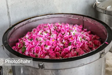 برداشت گل محمدی در روستای فرخد
