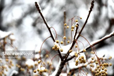 گزارش تصویری | بارش برف در مشهد (۷ اسفند ۱۴۰۳)